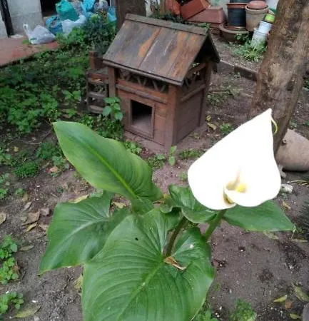 Séjour chez l'habitant Sofia E Sveva *